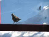64 Zigolo muciatto di passaggio al rifugio